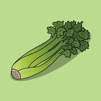 The Illustration of Celery vector