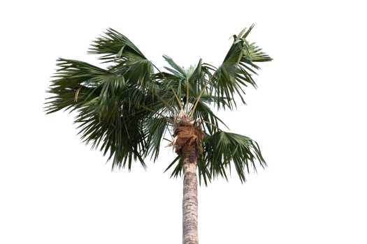 palm tree on transparent background png