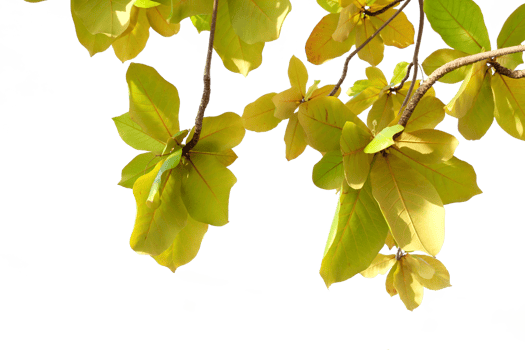 yellow leaves on a tree branch png
