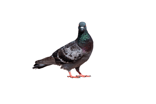 Full Body Side view of pigeon bird standing isolate on transparent background, PNG file