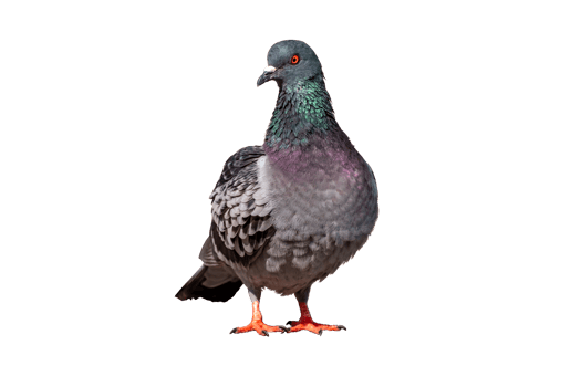 Full Body front view of pigeon bird standing isolate on transparent background,gray pigeon,PNG File png