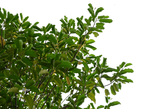 a tree with leaves on it, with no background png