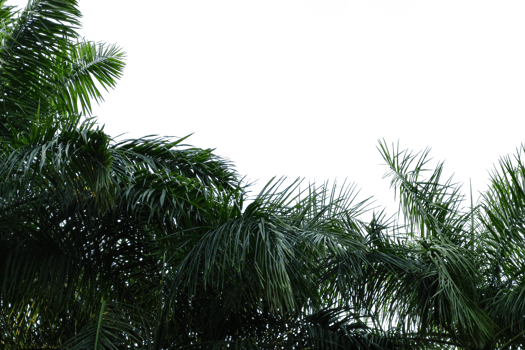 palm trees with no background png