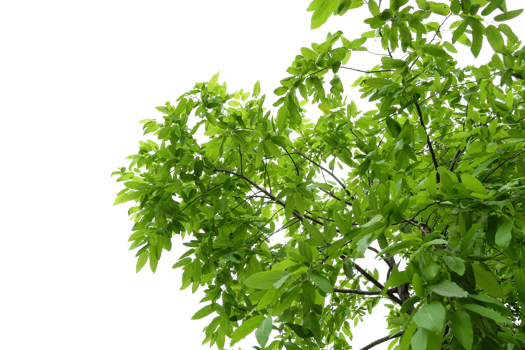 a tree with green leaves png