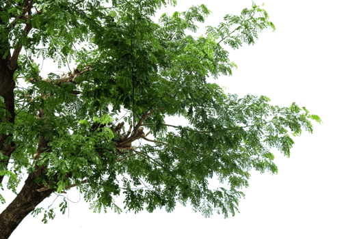 green leaves isolated on no background png