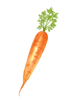 carrot watercolor illustration png