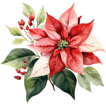 Christmas bouquet with poinsettia, holly and berries. Watercolor illustration AI Generative png