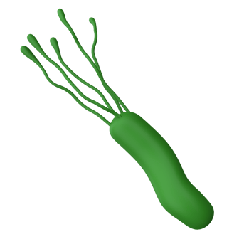 Helicobacter pylori bacteria 3d render realistic medicine icon for logo isolated transparent png. Microbiology health human illustration png