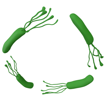 Helicobacter pylori bacteria 3d render realistic frame with place for text. isolated transparent png. Microbiology health human illustration png