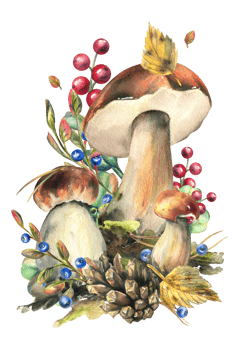 Mushrooms forest boletus with grass, blueberries, moss and cone. watercolor illustration, hand drawn. Isolated composition png