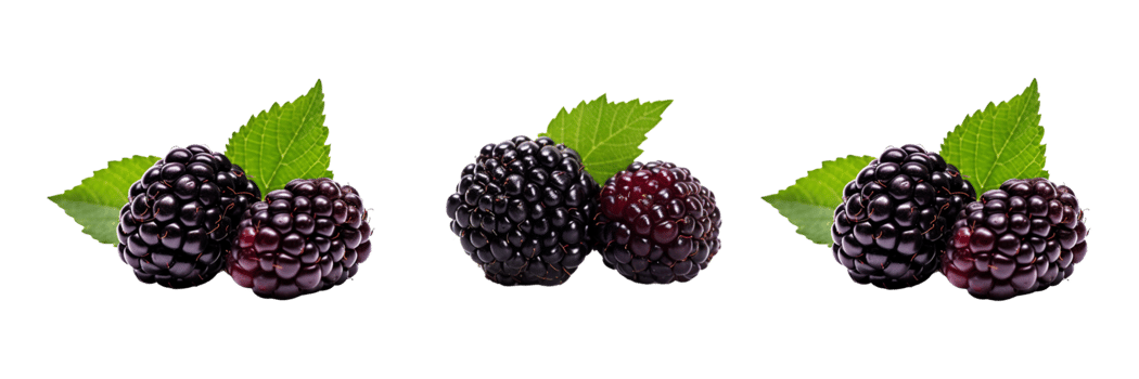 Fresh blackberries with green leaves isolated on transparent background. ai generated png