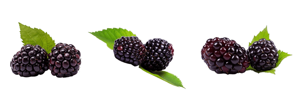 Fresh blackberries with green leaves isolated on transparent background. ai generated png