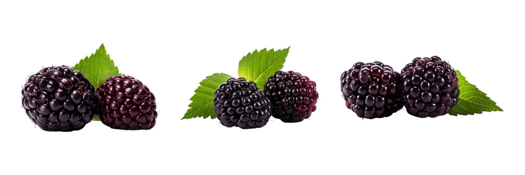 Fresh blackberries with green leaves isolated on transparent background. ai generated png