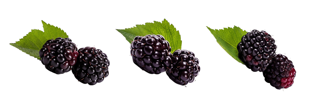 Fresh blackberries with green leaves isolated on transparent background. ai generated png