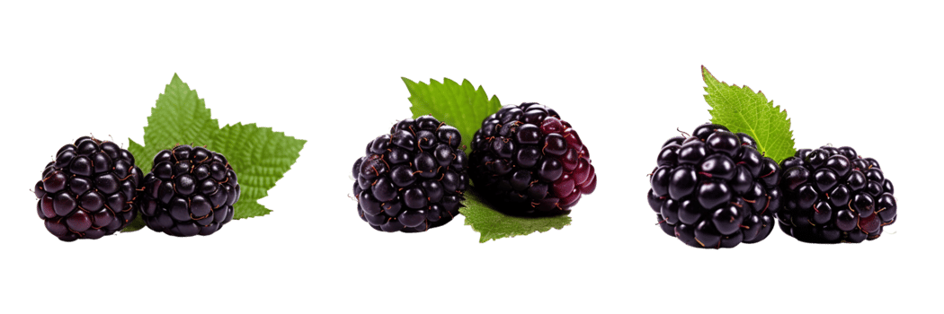 Fresh blackberries with green leaves isolated on transparent background. ai generated png