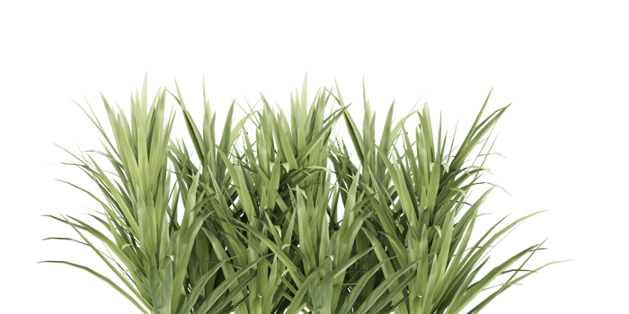 isolated plant and tree bush, tropical leaf on transparent background png
