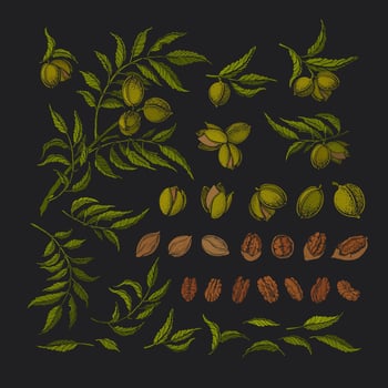 Pecan graphic set. Vector tree, texture raw nuts