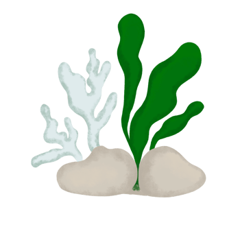 Coral, vibrant and intricate marine life. These living wonders create underwater havens for countless species. png