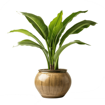 Interior home plant in pot png