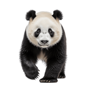 Cute panda bear isolated png