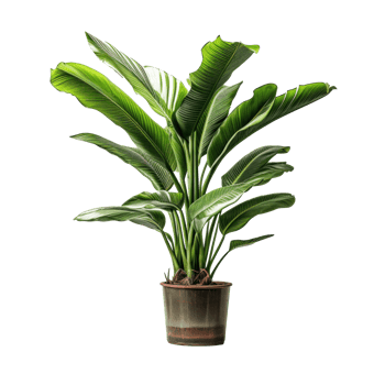 Interior home plant in pot png