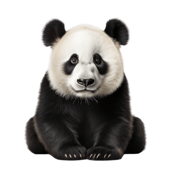 Cute panda bear isolated png