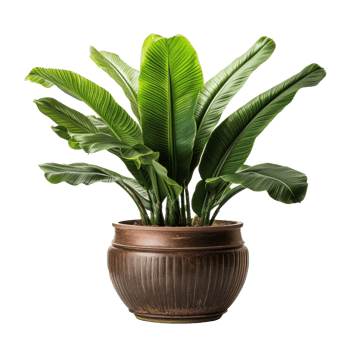Interior home plant in pot png