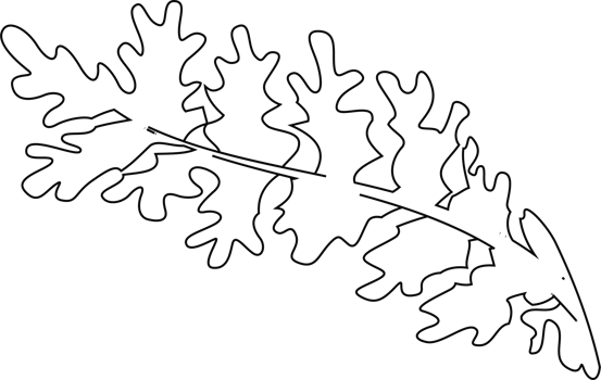 Leaf outline drawing for decoration and design. png