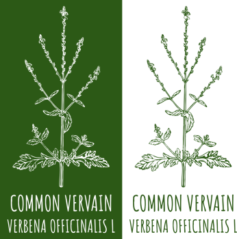 Drawing COMMON VERVAIN. Hand drawn illustration. The Latin name is VERBENA OFFICINALIS L. png
