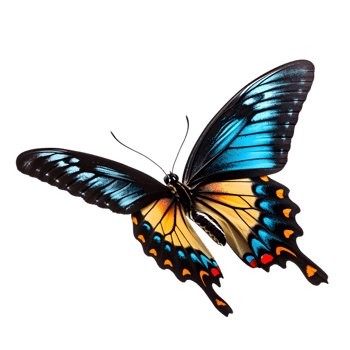 Beautiful color butterfly isolated on a transparent background png