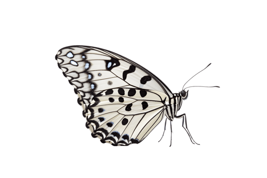 Beautiful color butterfly isolated on a transparent background png