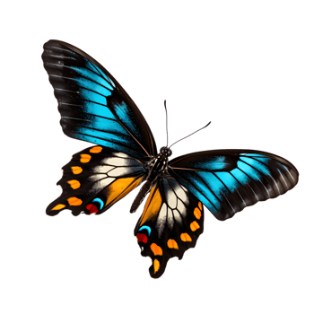 Beautiful color butterfly isolated on a transparent background png