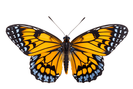 Beautiful color butterfly isolated on a transparent background png