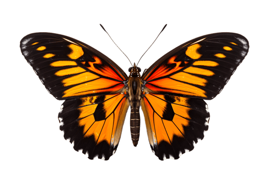Beautiful color butterfly isolated on a transparent background png