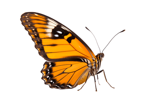 Beautiful color butterfly isolated on a transparent background png