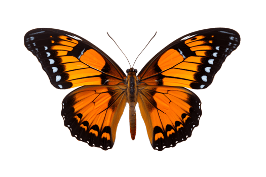 Beautiful color butterfly isolated on a transparent background png