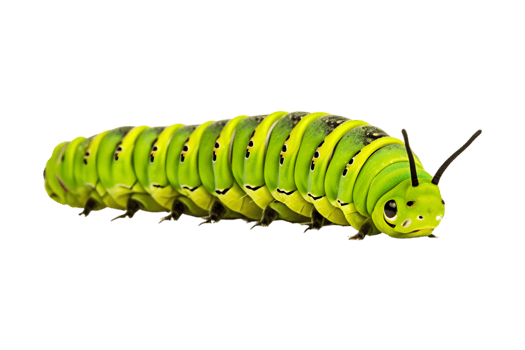 Swallowtail caterpillar isolated on a transparent background png