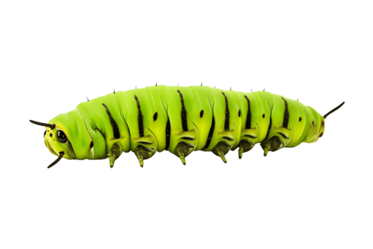 Swallowtail caterpillar isolated on a transparent background png