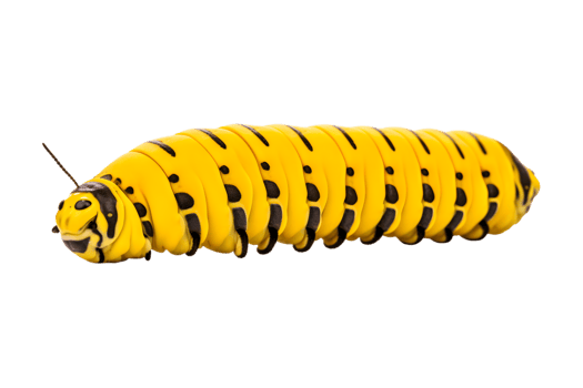 Swallowtail caterpillar isolated on a transparent background png