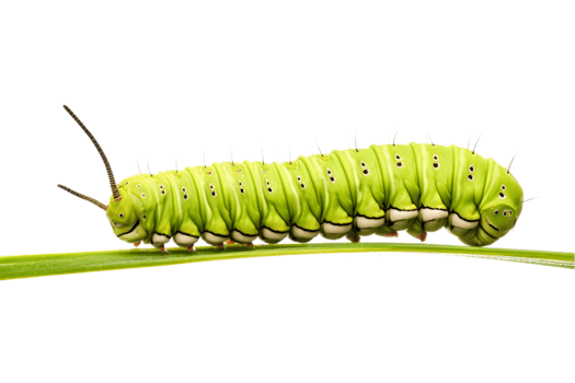 Swallowtail caterpillar isolated on a transparent background png