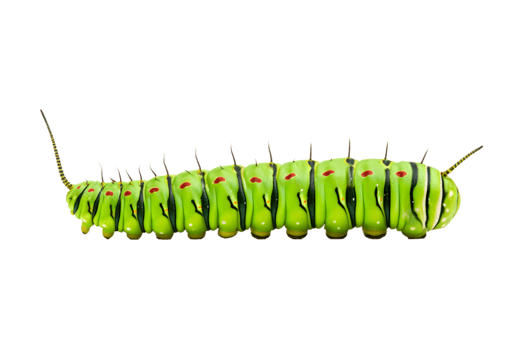 Swallowtail caterpillar isolated on a transparent background png