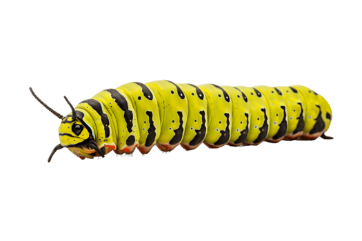 Swallowtail caterpillar isolated on a transparent background png