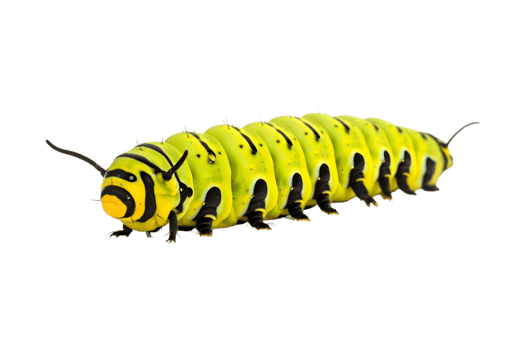 Swallowtail caterpillar isolated on a transparent background png