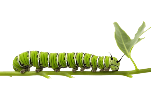 Swallowtail caterpillar isolated on a transparent background png