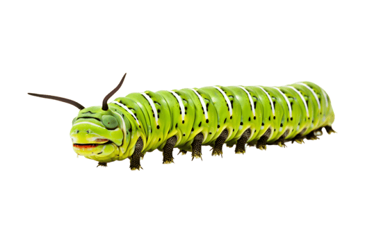Swallowtail caterpillar isolated on a transparent background png