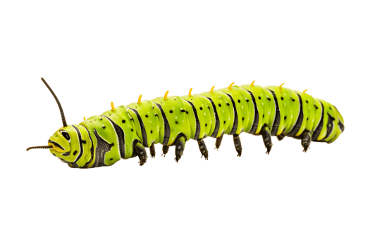 Swallowtail caterpillar isolated on a transparent background png
