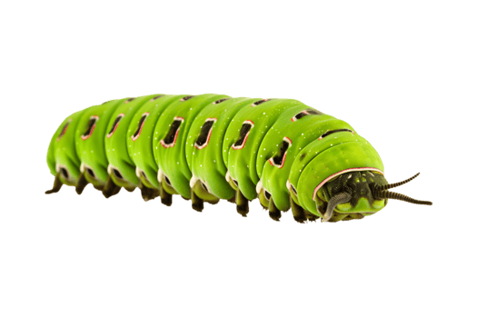 Swallowtail caterpillar isolated on a transparent background png