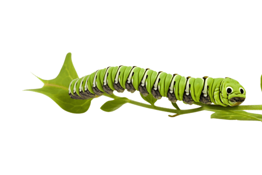 Swallowtail caterpillar isolated on a transparent background png