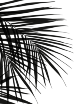 Shadow Palm Leaves silhouette, Tropical Coconut Leaf Overlay, Element object for Spring Summer, Mock up Product Presentation png