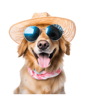 close-up photo of a happy dog wearing a summer hat and cool looking glasses isolated on a transparent background png